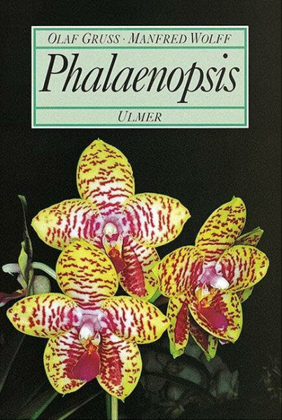 Gruss, Olaf Phalaenopsis