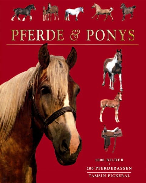 Pickeral, Tamsin Pferde & Ponys