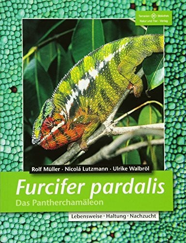 Walbröl, Ulrike Furcifer pardalis. Das Pantherchamäleon