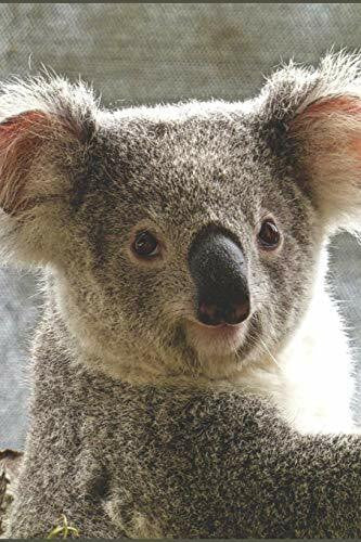 animal journals Koala Notizbuch: blanko Malbuch / Zeichenbuch / Notizbuch ohne Zeilen mit Panda Bild als Motiv | 120 Seiten