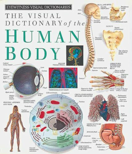 DK Eyewitness Visual Dictionaries: The Visual Dictionary of the Human Body (DK Eyewitness)