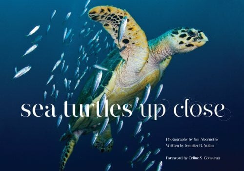 Jennifer Nolan Sea Turtles Up Close