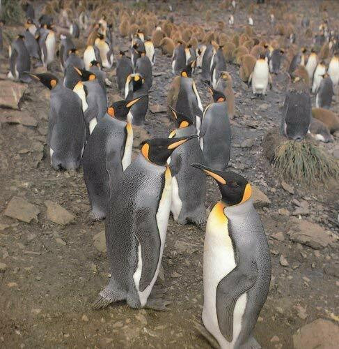 Cox, Vic The Living Ocean