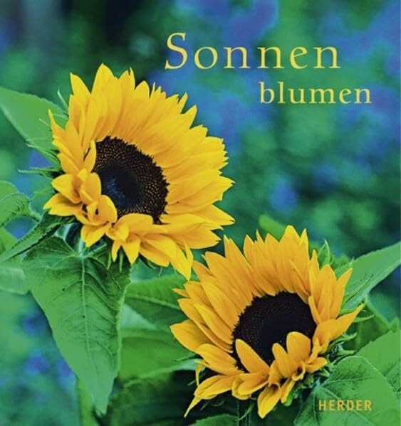 Osenberg, Ilka Sonnenblumen: Licht und Freude für die Sinne