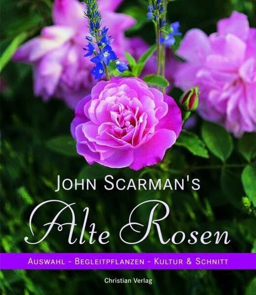 Scarman, John John Scarman's Alte Rosen: Auswahl - Begleitpflanzen - Kultur & Schnitt