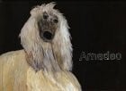 Stierli, Liselotte Amadeo: Der Windhund
