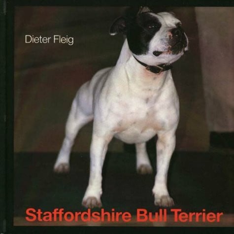 Cyrus Haghoo Staffordshire Bull Terrier
